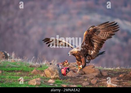 Golden eagle bird, wild raptor and dangerous predator, eating prey in nature Stock Photo