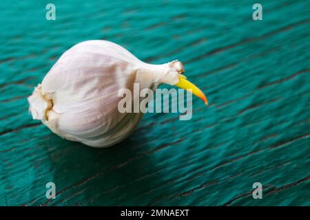 Fresh white garlic. One bulb garlic with yellow sprouts on green wooden background. Close up of garlic. Out of focus. Stock Photo