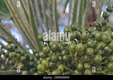 an extreme close view of Chamaerops humilis (palm tree)  fruits Stock Photo
