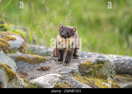 pine marten, Martes martes, on a rock in Scotland in the summer Stock Photo