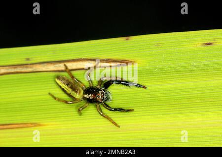 Black headed jumping spider (Trite planiceps) Stock Photo