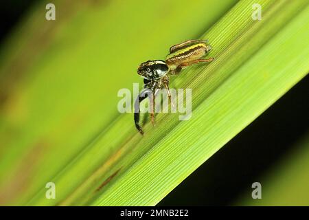 Black headed jumping spider (Trite planiceps) Stock Photo