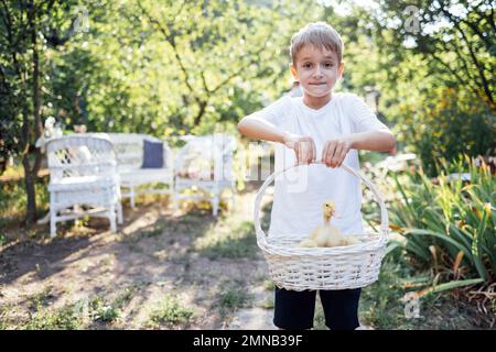 Close up of little yellow ducklings in a white wicker basket. Small boy in a white t-shirt is holding a pottle with cute pet nestlings. Child and bird Stock Photo