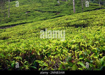 Bluefield Tea Gardens, Bluefield Tea Factory, tea plant, Teepflanze, théier, Camellia sinensis, Nuwara Eliya, Central Province, Srí Lanka, Asia Stock Photo