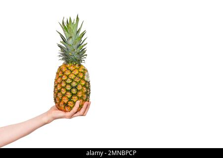 Hand holding beautiful fresh ripe pineapple fruit. Pineapple isolated on white background. Ready fruit banner with copy space Stock Photo