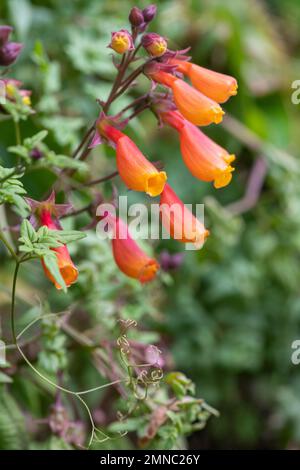 Close up of Chilean glory flowers (eccremocarpus scaber) in bloom Stock Photo