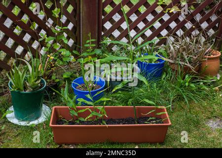 A Look at life in New Zealand: Root Ginger Plants (Zingiber officinale) growing in a flower-pot on my door-step. Growing my own food and medicine. Stock Photo