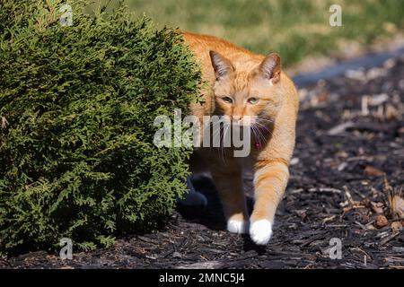 An orange cat coming around a green shrub stalking her prey Stock Photo