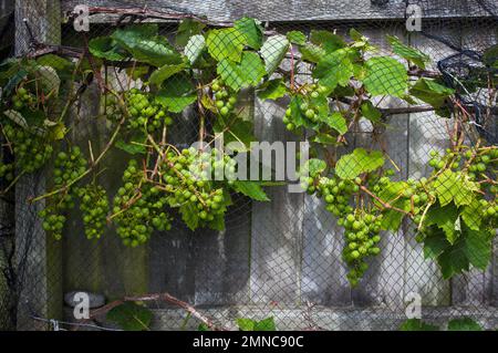 A Look at life in New Zealand: some of the wonderful herbs and veggies in my organic garden. Table grapes for my home-made tonic wine. Stock Photo
