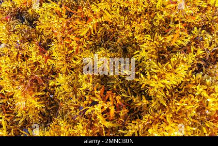 Fresh yellow red seaweed sargazo at tropical mexican caribbean beach in Playa del Carmen Quintana Roo Mexico. Stock Photo