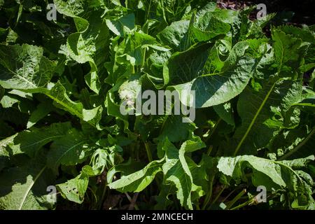 A Look at life in New Zealand: some of the wonderful herbs and veggies in my organic garden. Horseradish (Armoracia rusticana: Cochlearia armoracia). Stock Photo