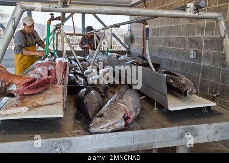 Fishermen processing filleting Albacore Tuna 'Thunnus alalunga' fish, is a large pelagic fish that roams the open Pacific Ocean, California.