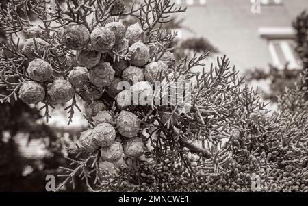 Green mediterranean plants and flowers with green natural background in Croatia. Stock Photo