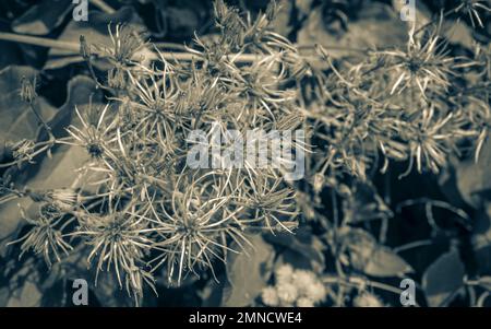 Green mediterranean plants and flowers with green natural background in Croatia. Stock Photo
