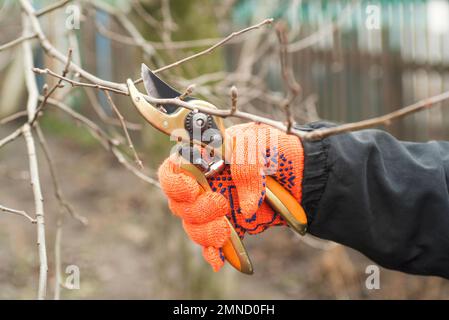 Gardener is pruning branches with pruning shears. Spring plant pruning Stock Photo