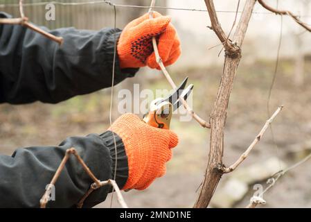 Gardener is pruning branches with pruning shears. Spring plant pruning Stock Photo