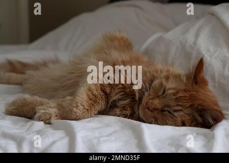cute fluffy ginger cat sleeping on bed, white sheets and blurred background  Stock Photo