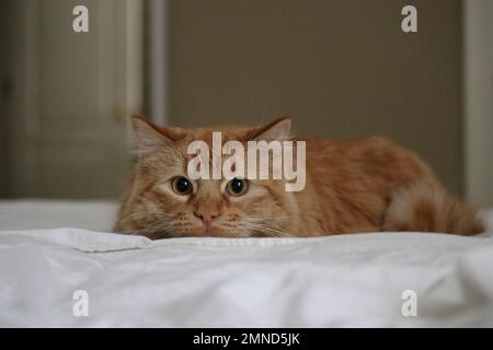 cute fluffy ginger cat playing on bed, white sheets and blurred background  Stock Photo