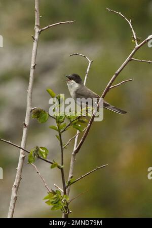 Eastern Orphean Warbler (Sylvia crassirostris crassirostris) adult male perched on twig in song  Podvelezje plateau, Herzegovina, Bosnia and Herzegovi Stock Photo