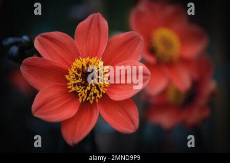 Close up of a red Zinnia flower in the fields with dark out of focus background Stock Photo