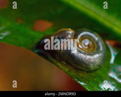 botanicula water snail botanicula water snail