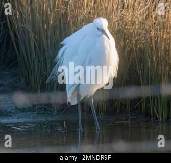 Little  egert looking for food Stock Photo