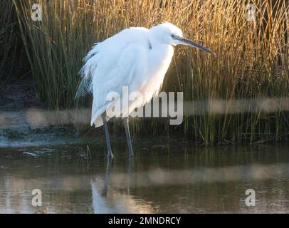 Little  egert looking for food Stock Photo