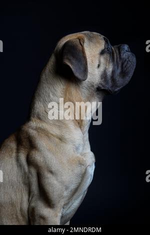 Bullmastiff dog close-up portrait from the side, in front of a black background in the studio. Stock Photo