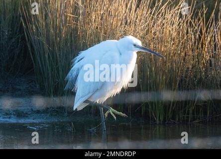 Little  egert looking for food Stock Photo