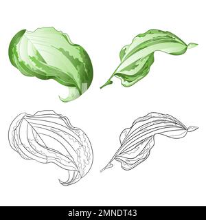 Variegated hosta Magic Fire, foliage plant perennial  bold leaves irregular cream  with green edged set first on a white background  vintage vector il Stock Vector