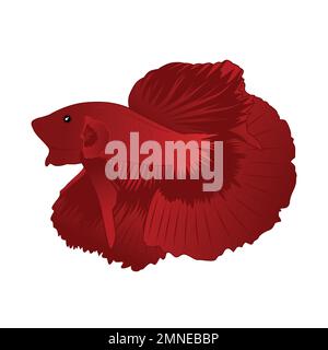 Betta Red Halfmoon Vector Illustration on white background Stock Vector