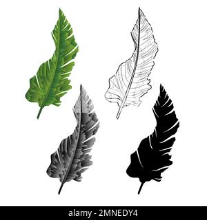 Banana leaf second natural outline and silhouette tropical plant on a white background  vintage vector illustration editable Hand draw Stock Vector