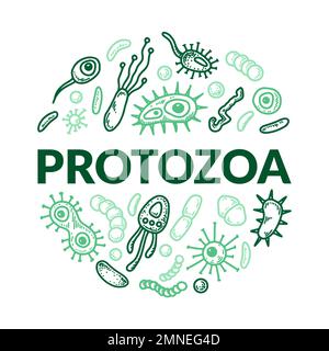 Microscopic unicellular organisms design. Scientific biology vector illustration in sketch style Stock Vector