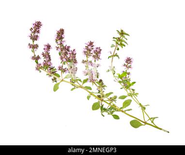 Salvia sclarea, clary, or clary sage  Isolated on white background. Salvia sclarea herb. Clary sage herb. Stock Photo