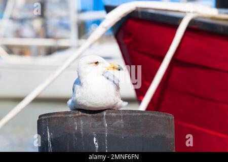 Seagull sitting on bollard at town harbor near moored red boat (copy space) Stock Photo