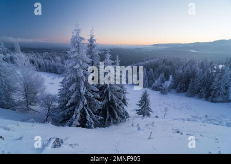 Bird flying over frosty forest during blue hour Stock Photo