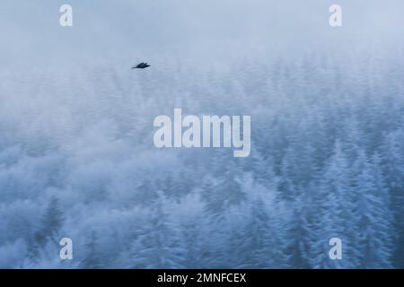 Bird flying over frosty forest during blue hour Stock Photo
