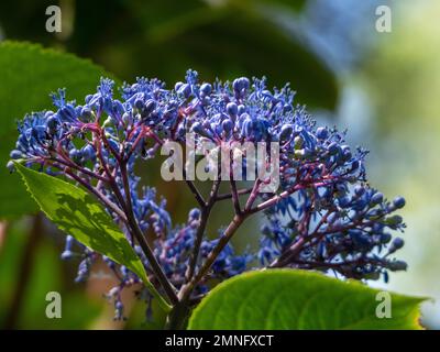 Blue purple flowers of the Dichroa febrifuga or Evergreen Hydrangea Stock Photo