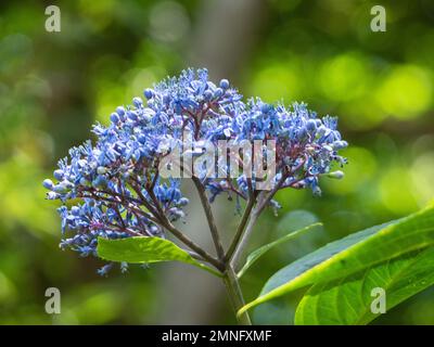 Blue purple flowers of the Dichroa febrifuga or Evergreen Hydrangea Stock Photo