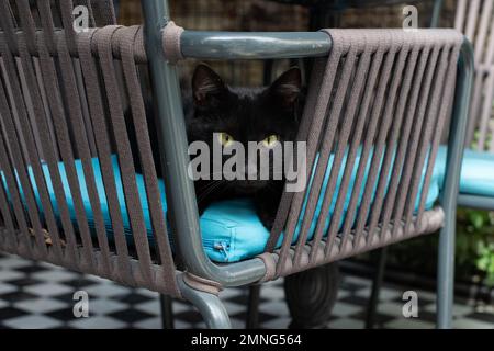 Black street cat sitting in cafe chair, Istanbul, Turkey Stock Photo