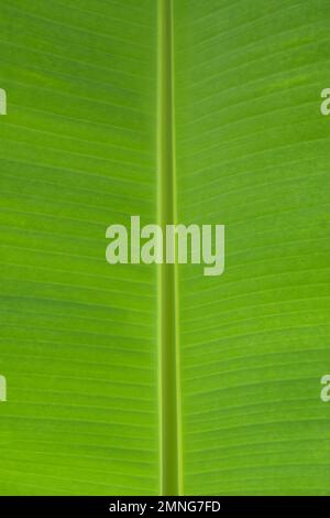 Close-up of banana leaves, the texture of banana leaves is fresh green Stock Photo