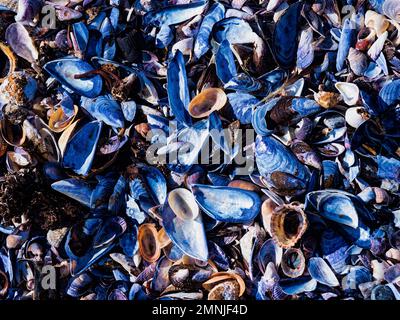 Background of various types of sea shells Stock Photo