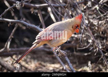 Young male northern cardinal or Cardinalis cardinalis perching on a small branch at the Riparian water ranch in Arizona. Stock Photo