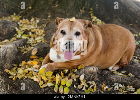 Senior dog resting in fall leaves Stock Photo