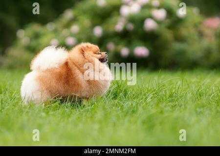 Portrait of smiling orange pomeranian spitz breed dog standing on green grass at nature. Copy space Stock Photo