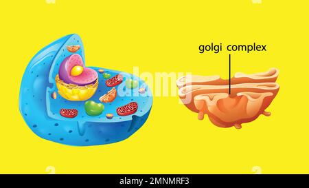 Animal cell anatomy structure illustration Stock Vector Image & Art - Alamy