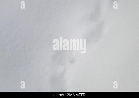 White on white. Footprints in snow in winter Stock Photo
