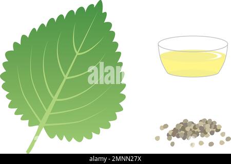 Perilla leaves, seeds and oil. Oil made by squeezing perilla seeds. Stock Vector