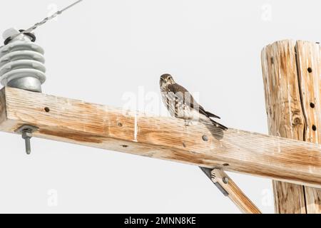 Prairie Falcon on a Telephone Pole Stock Photo
