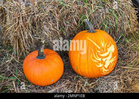 Stirling Fruit Farms pumpkins for sale in Wolfville, Nova Scotia, Canada. Stock Photo